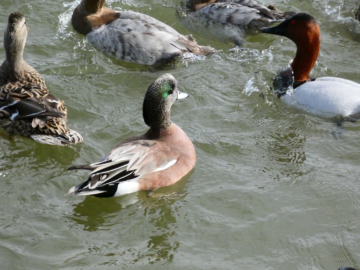 American Wigeon - ML640762177