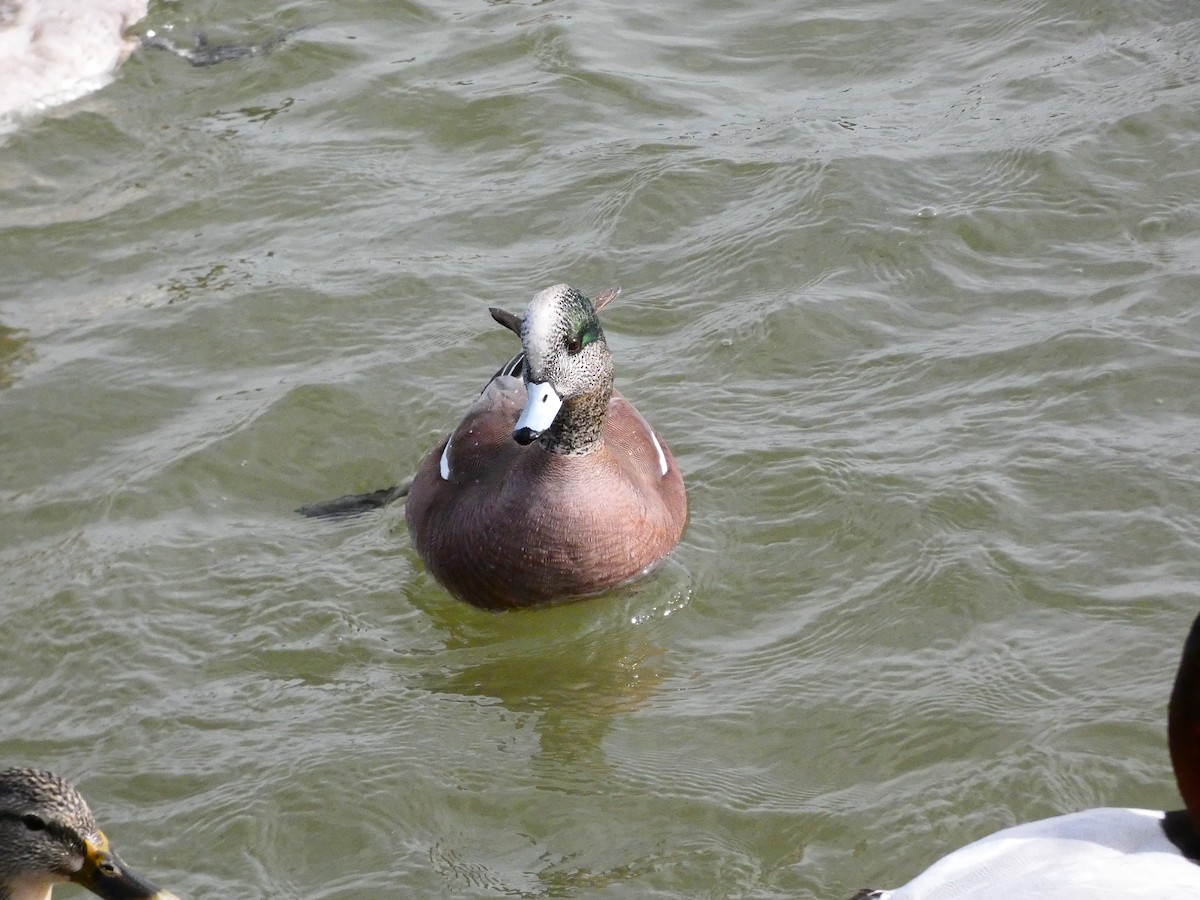 American Wigeon - ML640762178