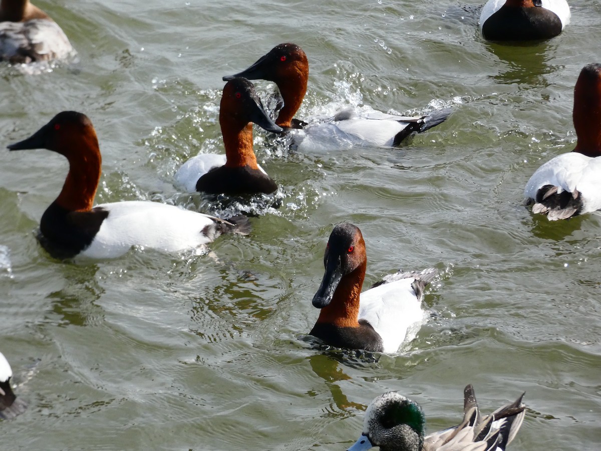 Canvasback - ML640762187