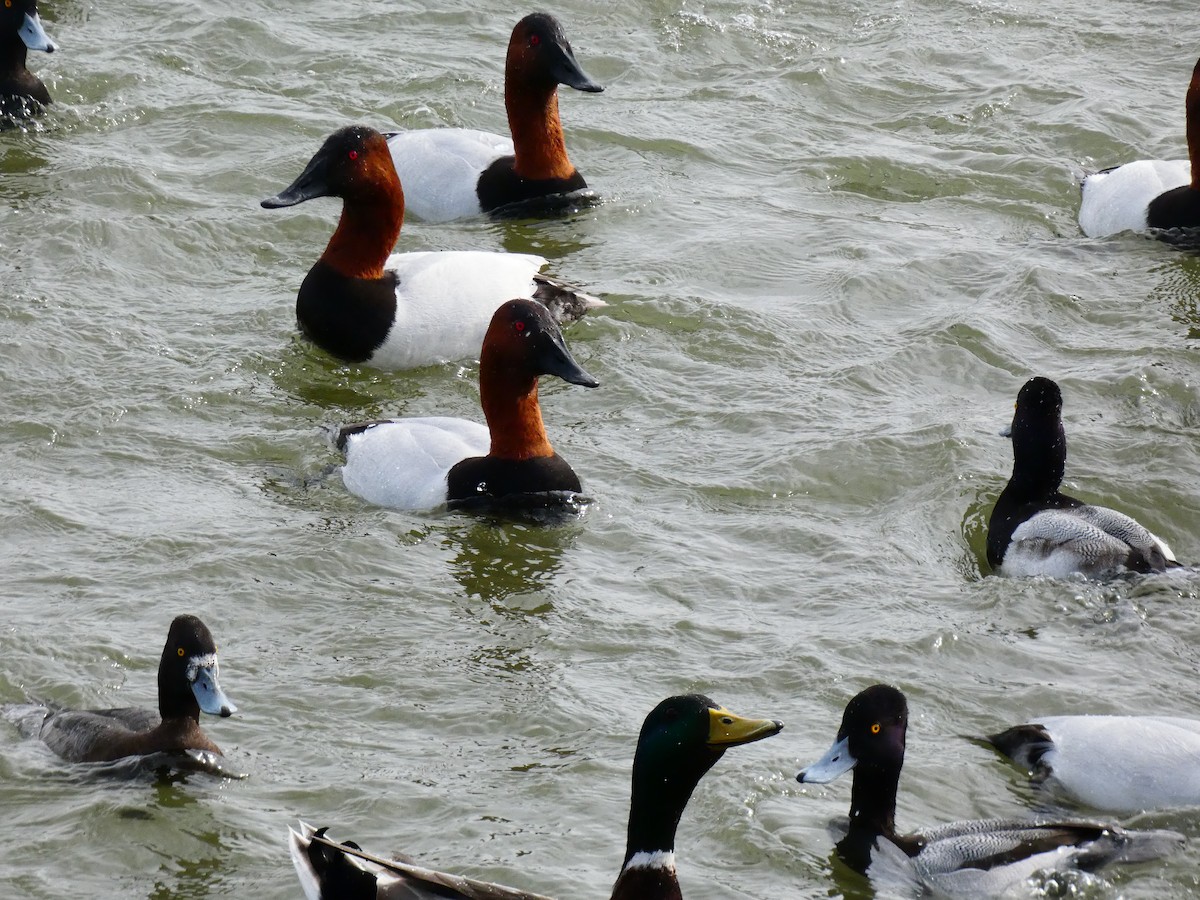 Canvasback - ML640762227