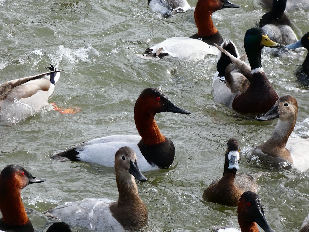Canvasback - ML640762228