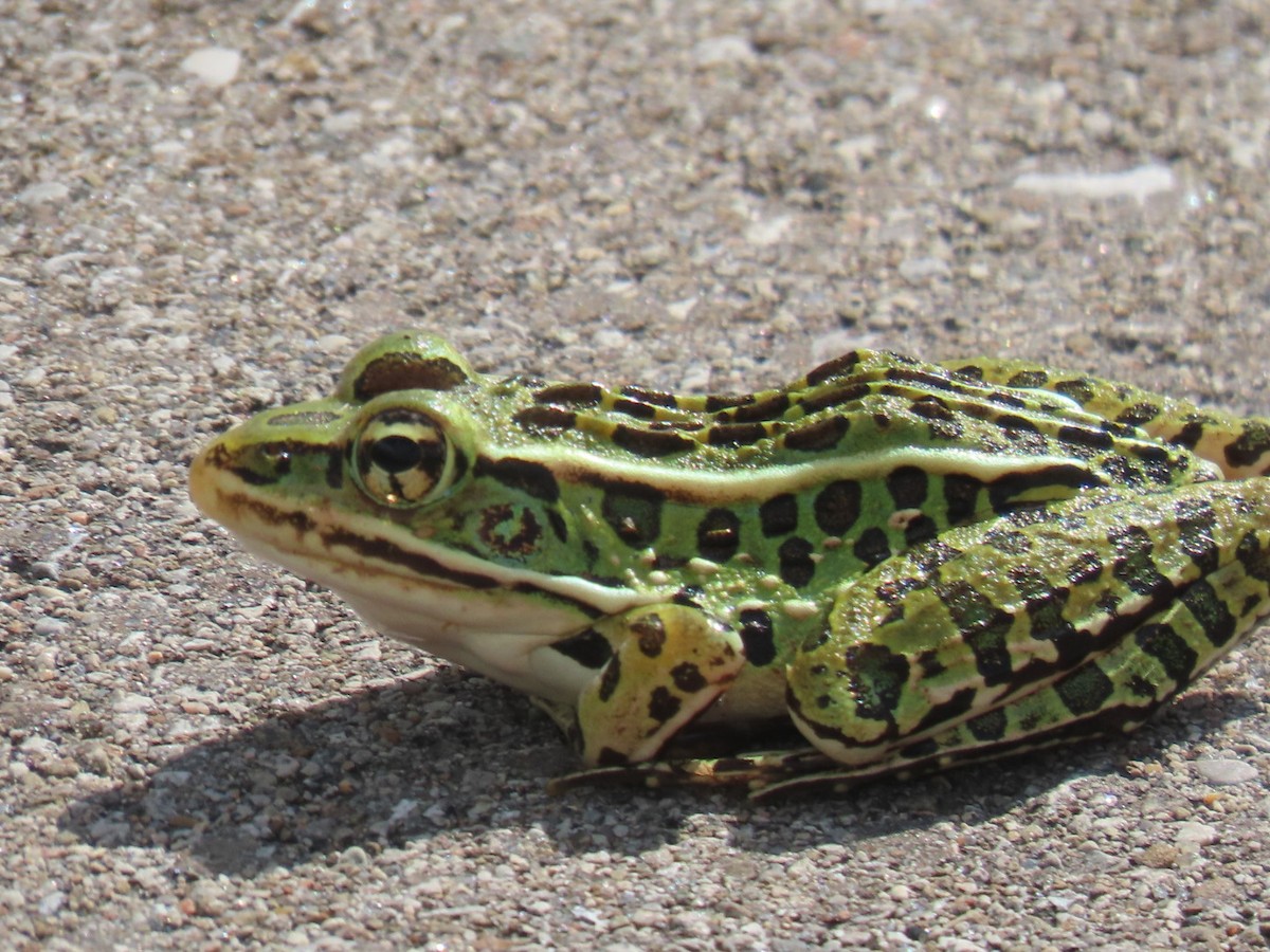 Northern Leopard Frog - ML640762253