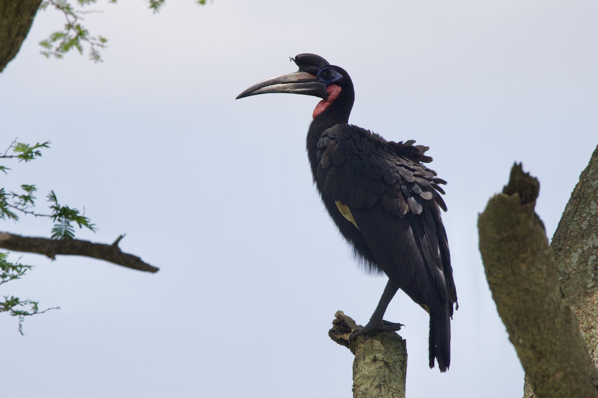 Abyssinian Ground-Hornbill - ML640762257