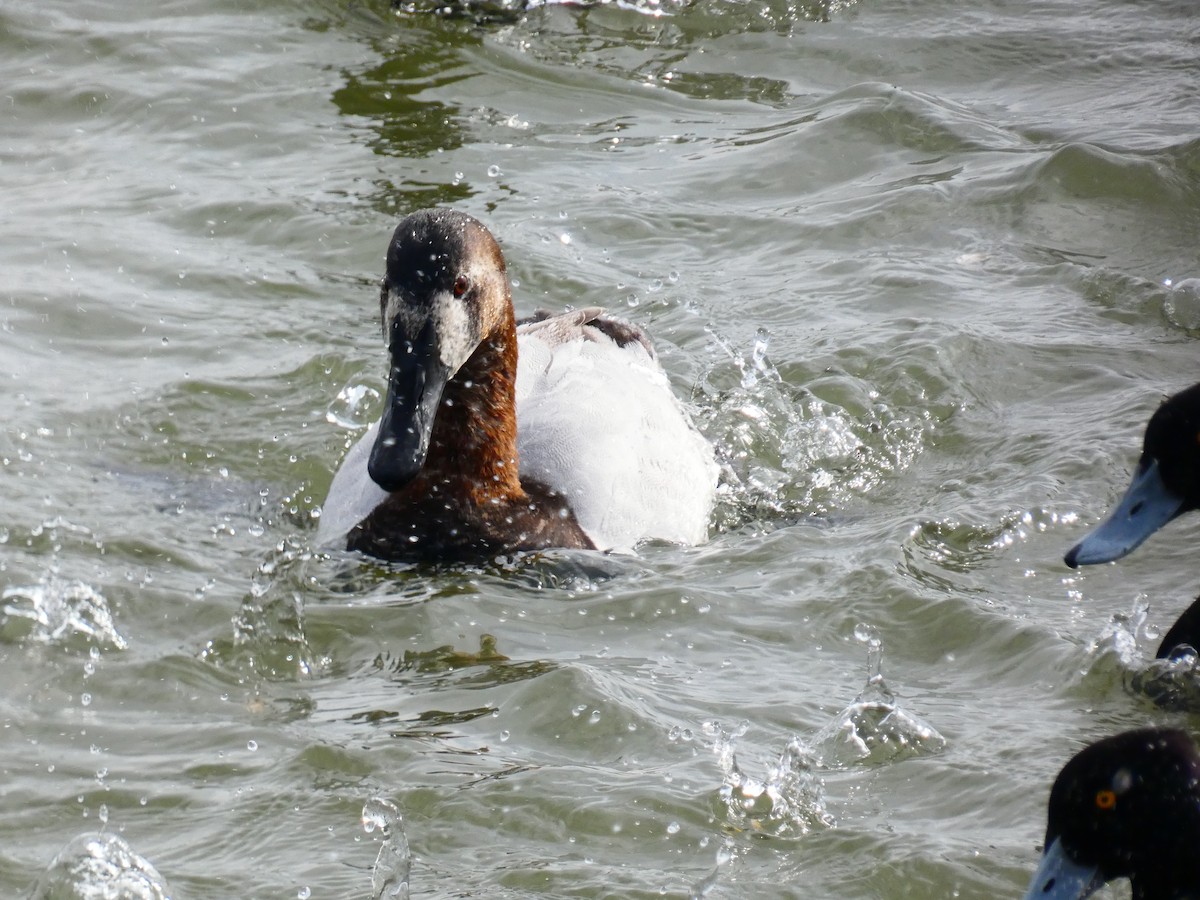 Canvasback - ML640762260