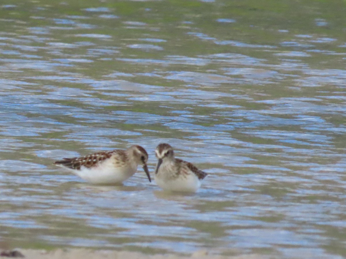 Least Sandpiper - ML640762314