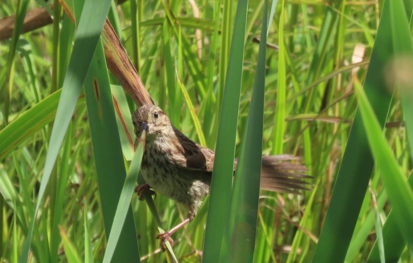 Song Sparrow - ML640762327