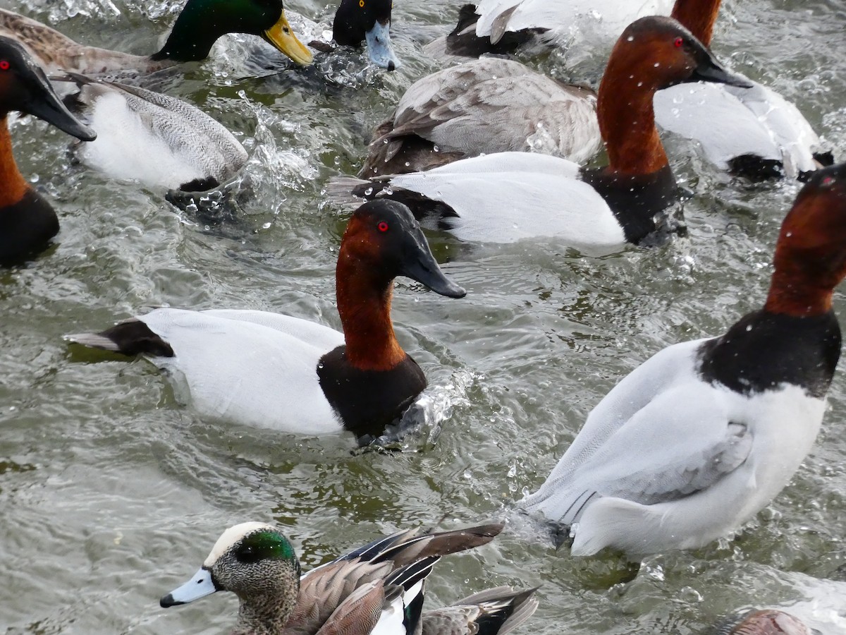 Canvasback - ML640762352