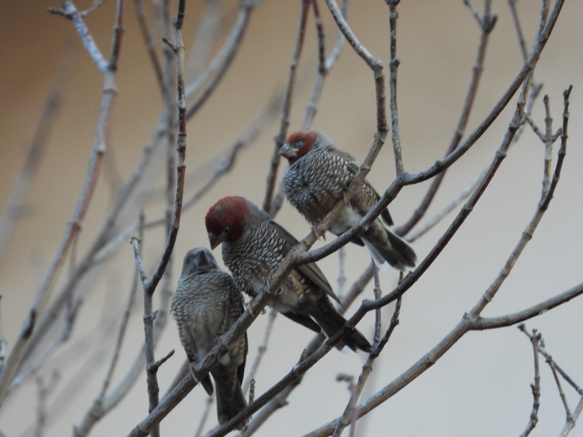 Red-headed Finch - ML640762394