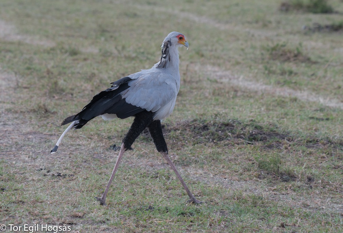 Secretarybird - Tor Egil Høgsås