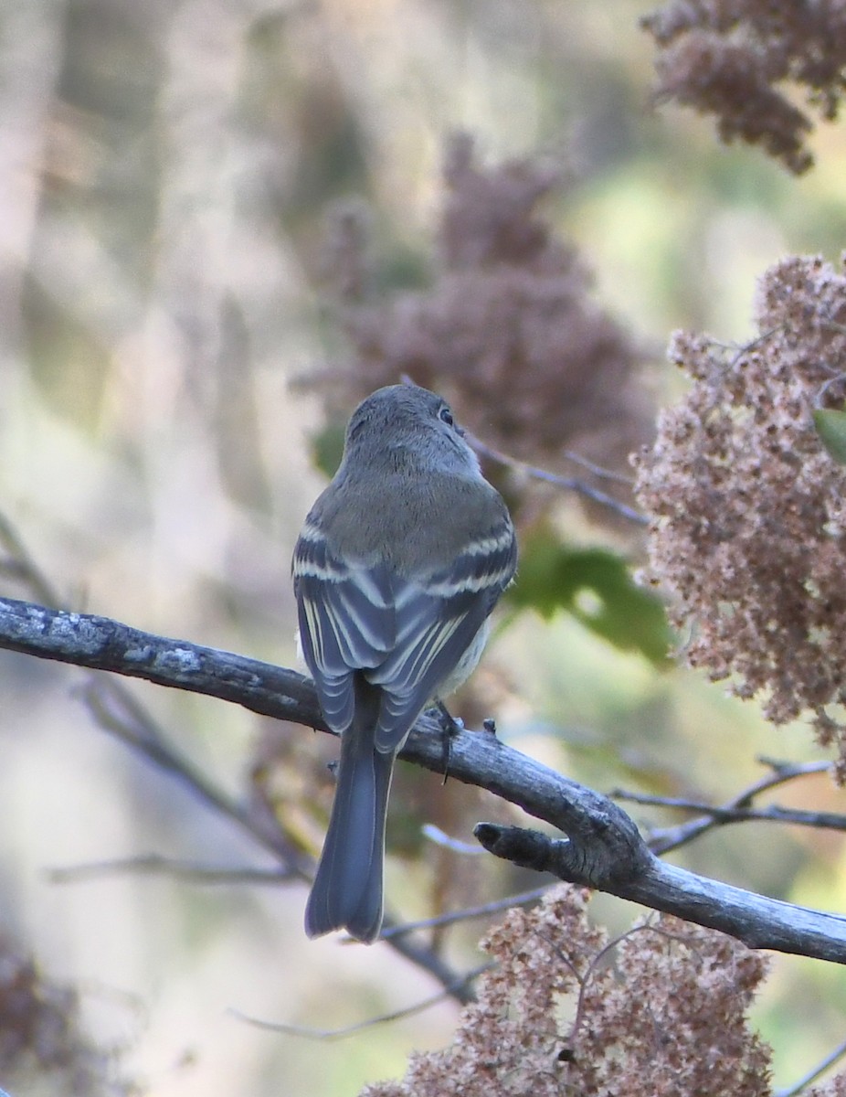 new world flycatcher sp. - ML640762435