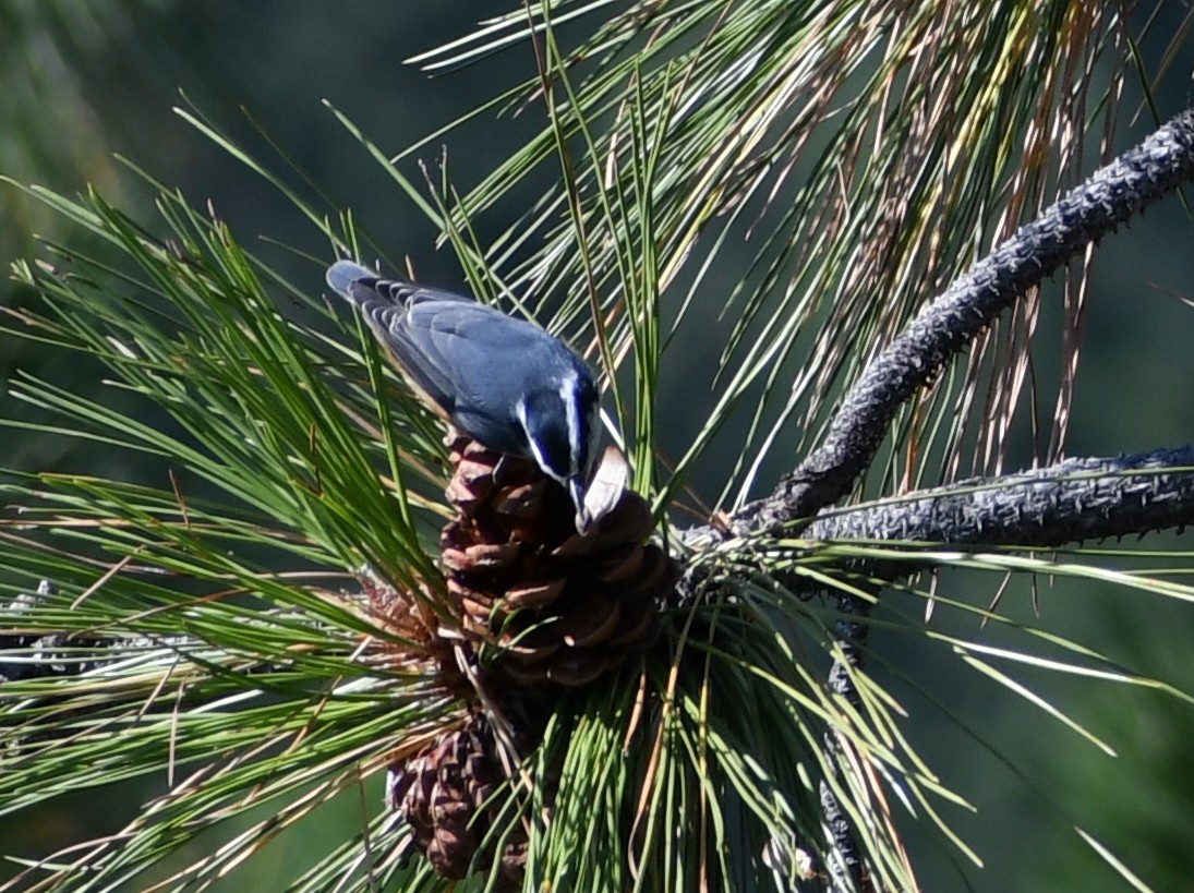 Red-breasted Nuthatch - ML640762469
