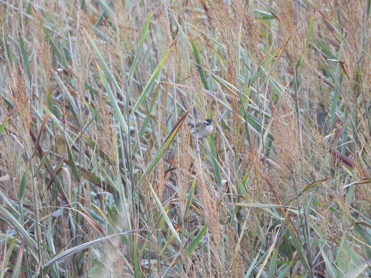 Moustached Warbler - ML640762473