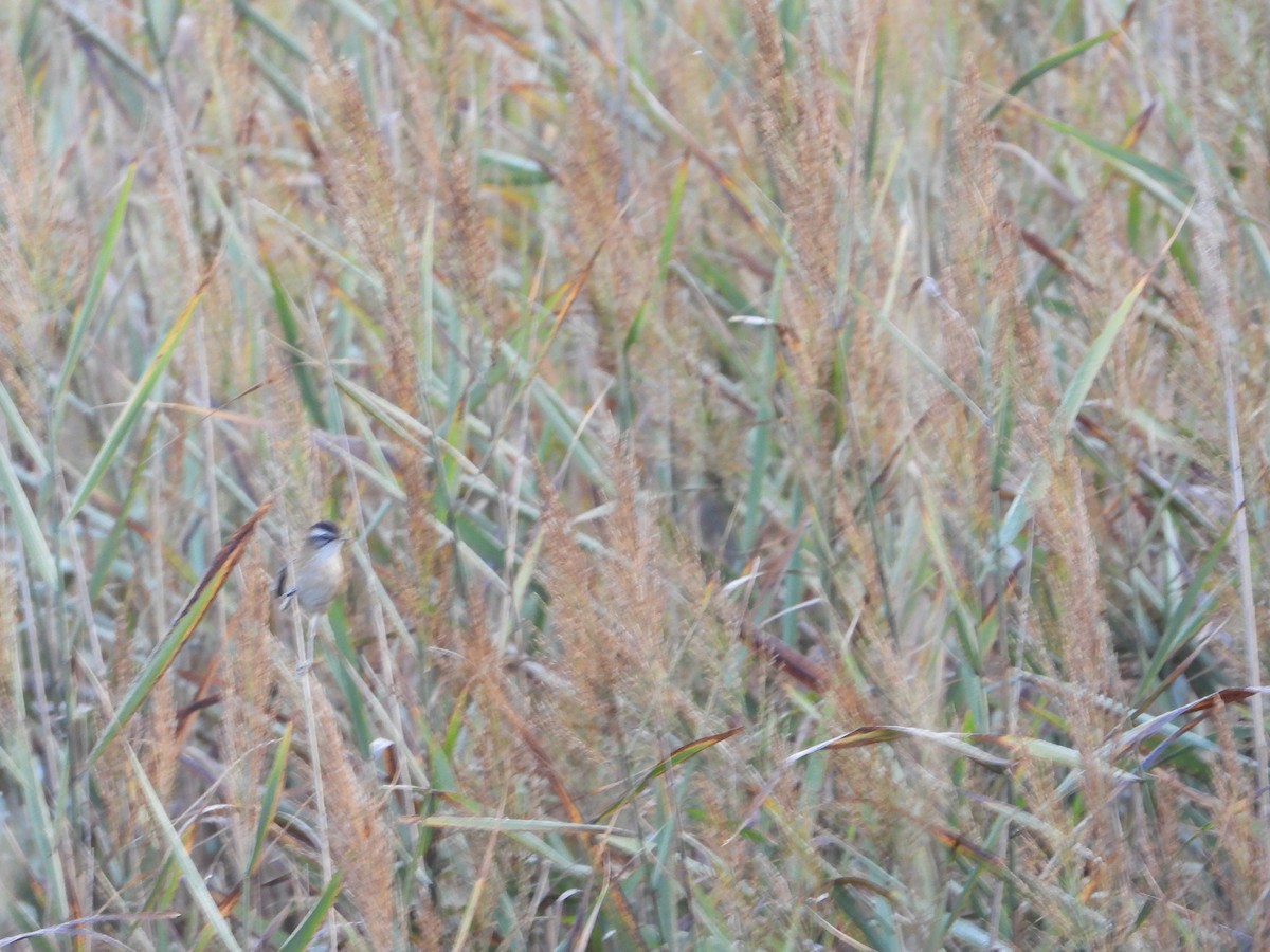 Moustached Warbler - ML640762474