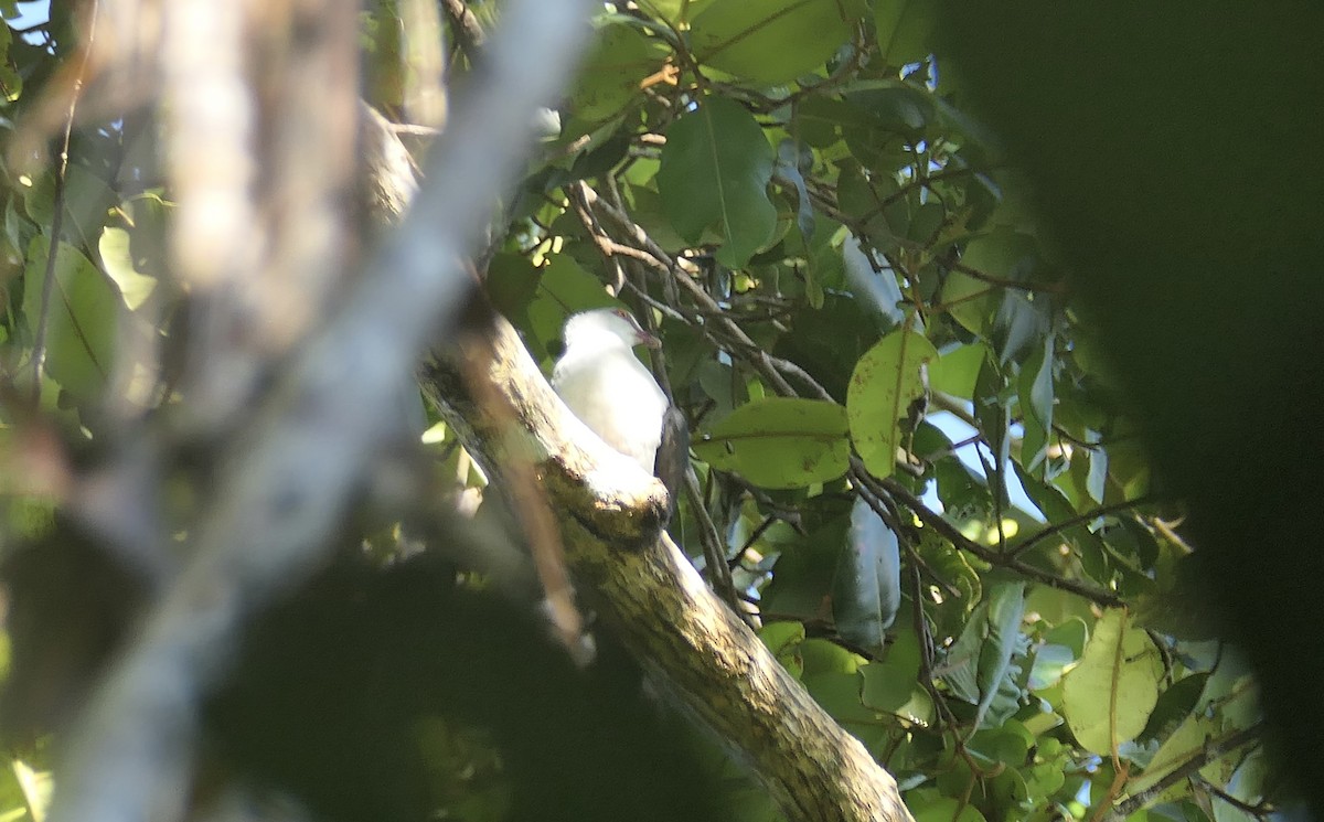 Pied Cuckoo-Dove - ML640762512