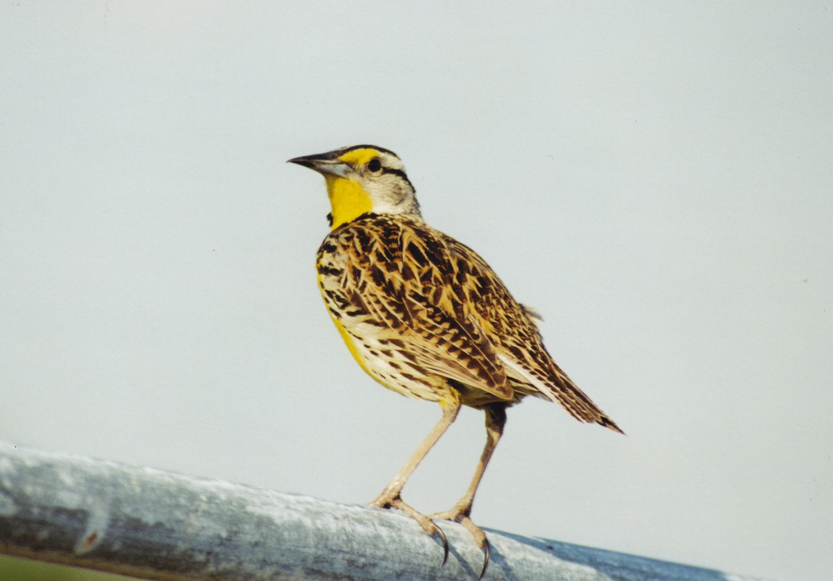 Eastern Meadowlark (Eastern) - ML640762667