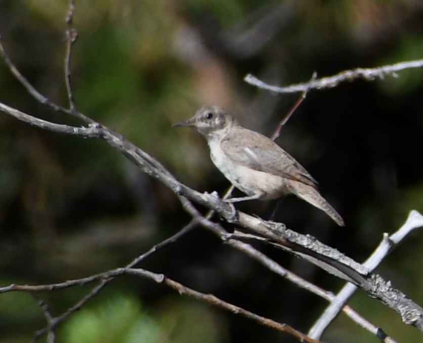 Rock Wren - ML640762680