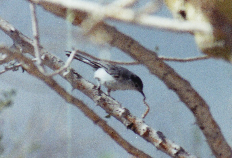 Perlita Grisilla (caerulea) - ML640762698