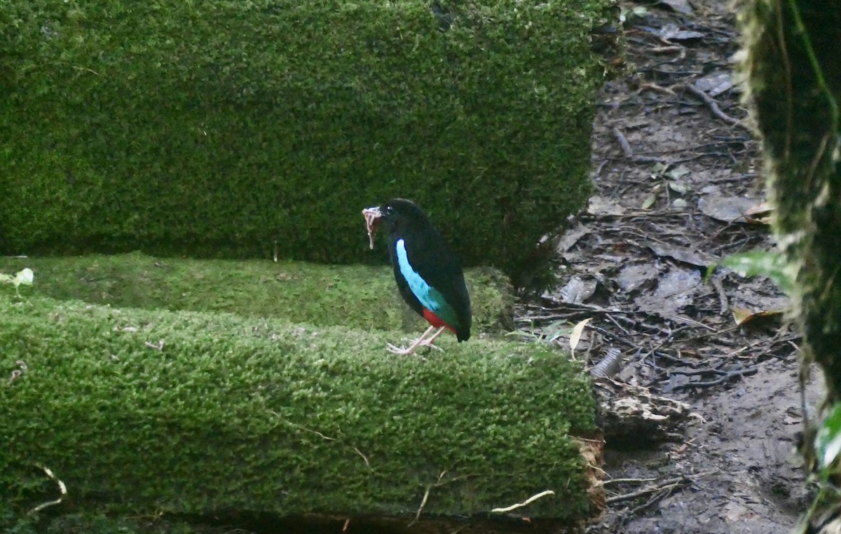 Superb Pitta - ML640762715