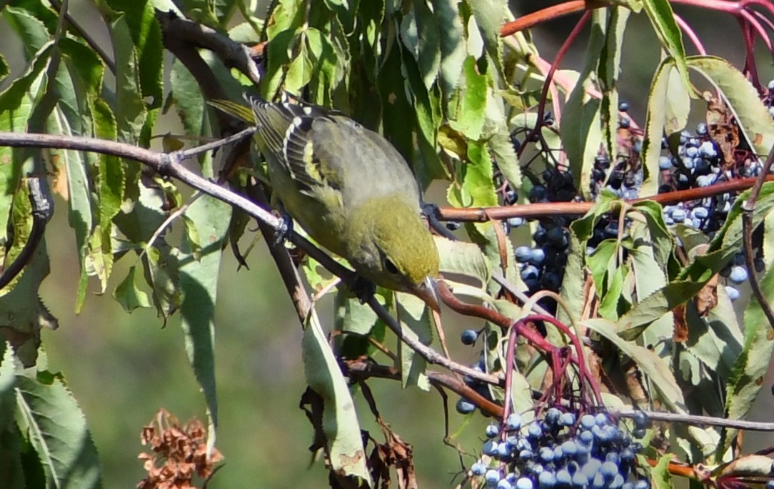 Western Tanager - ML640762721