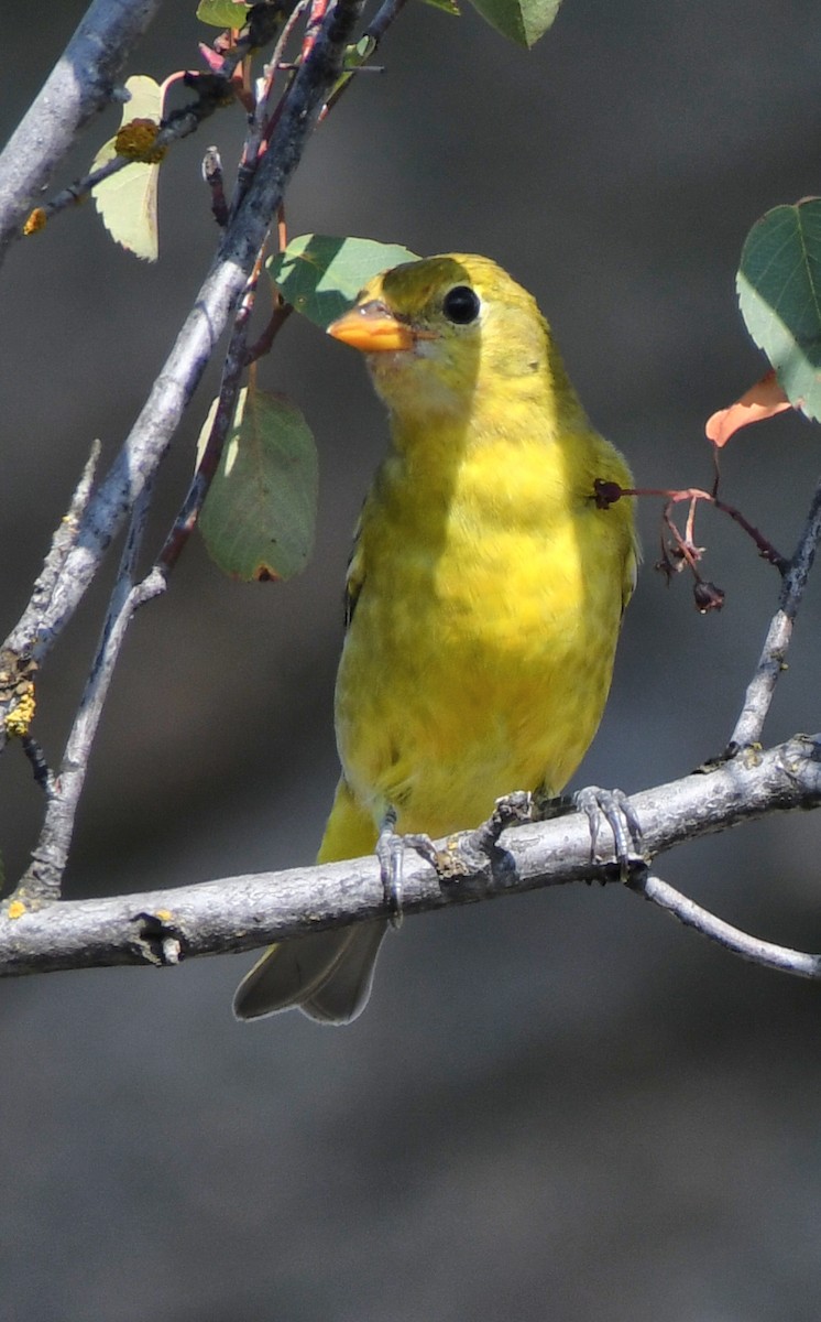 Western Tanager - ML640762723