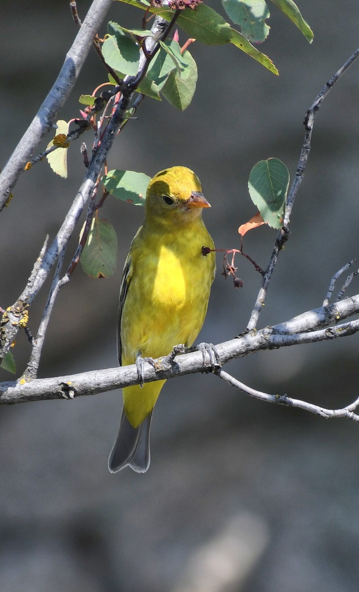 Western Tanager - ML640762724