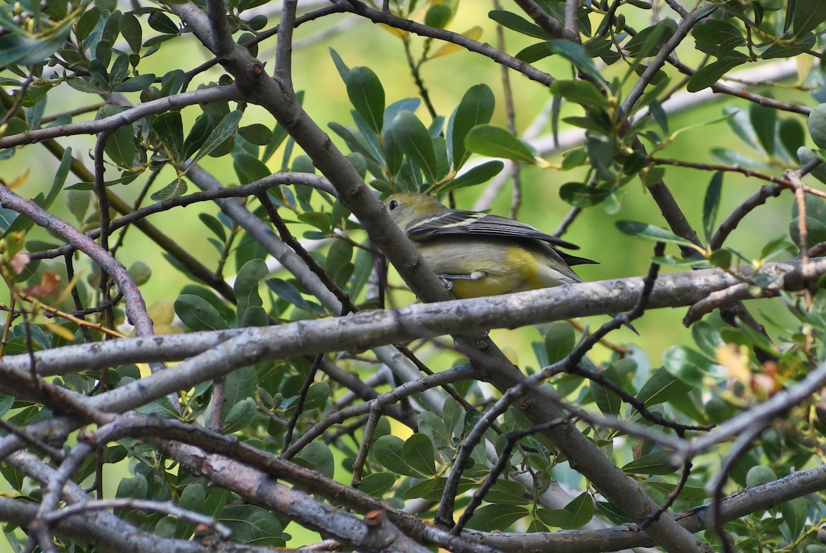 Western Tanager - ML640762727