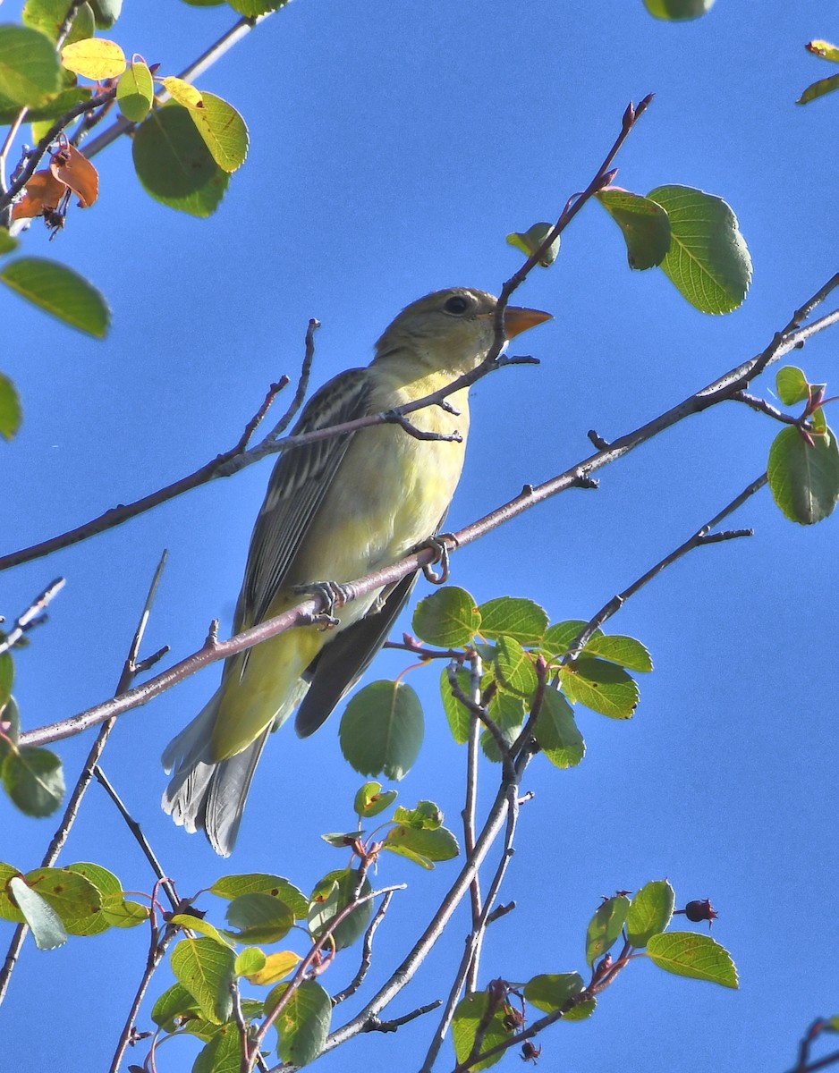 Western Tanager - ML640762728