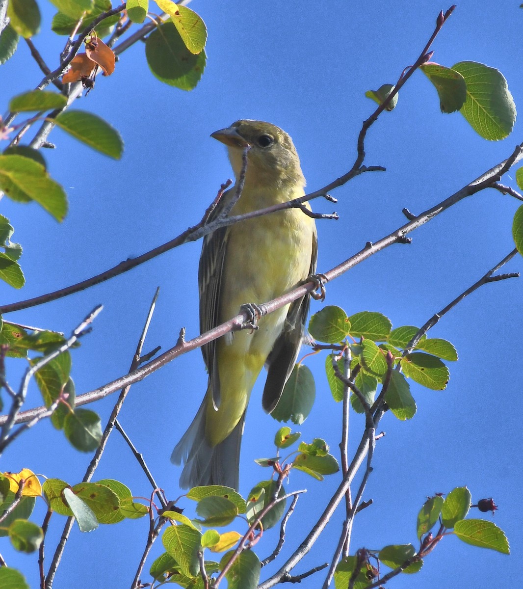 Western Tanager - ML640762729