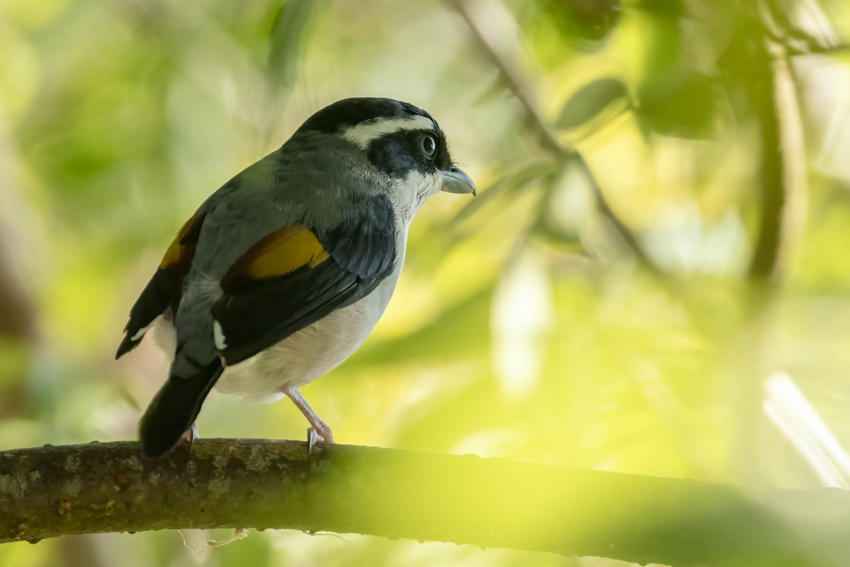 jungelprakttimal (aeralatus gr.) - ML640762743