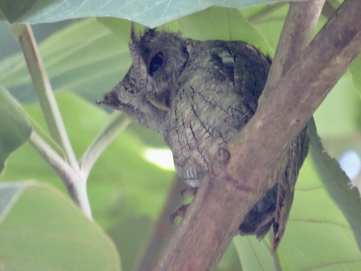 Pacific Screech-Owl - ML640762750