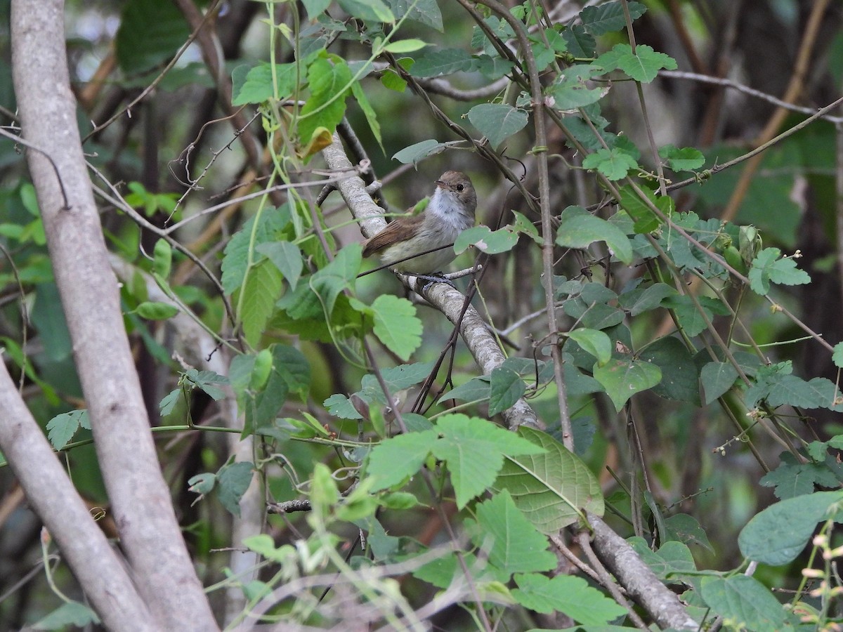 Fulvous-crowned Scrub-Tyrant - ML640762756