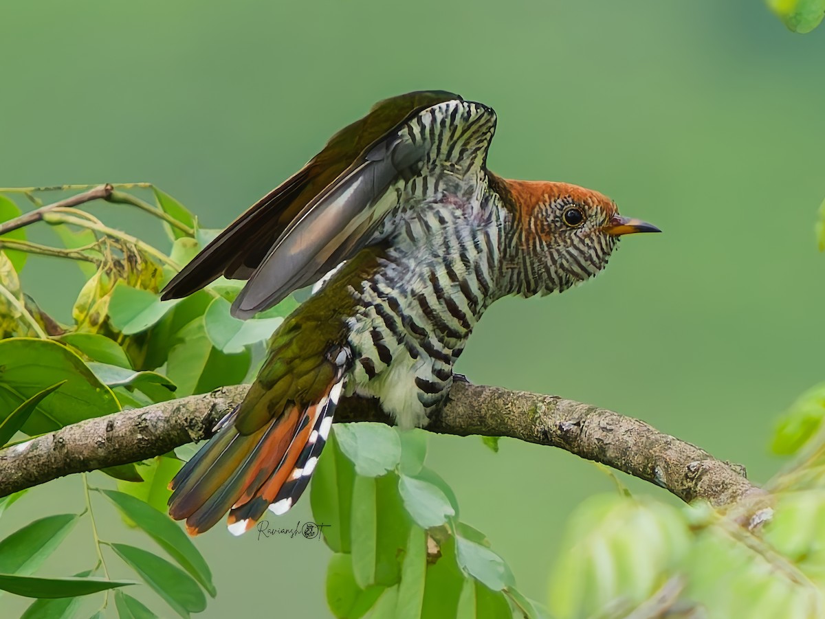 Asian Emerald Cuckoo - ML640762788