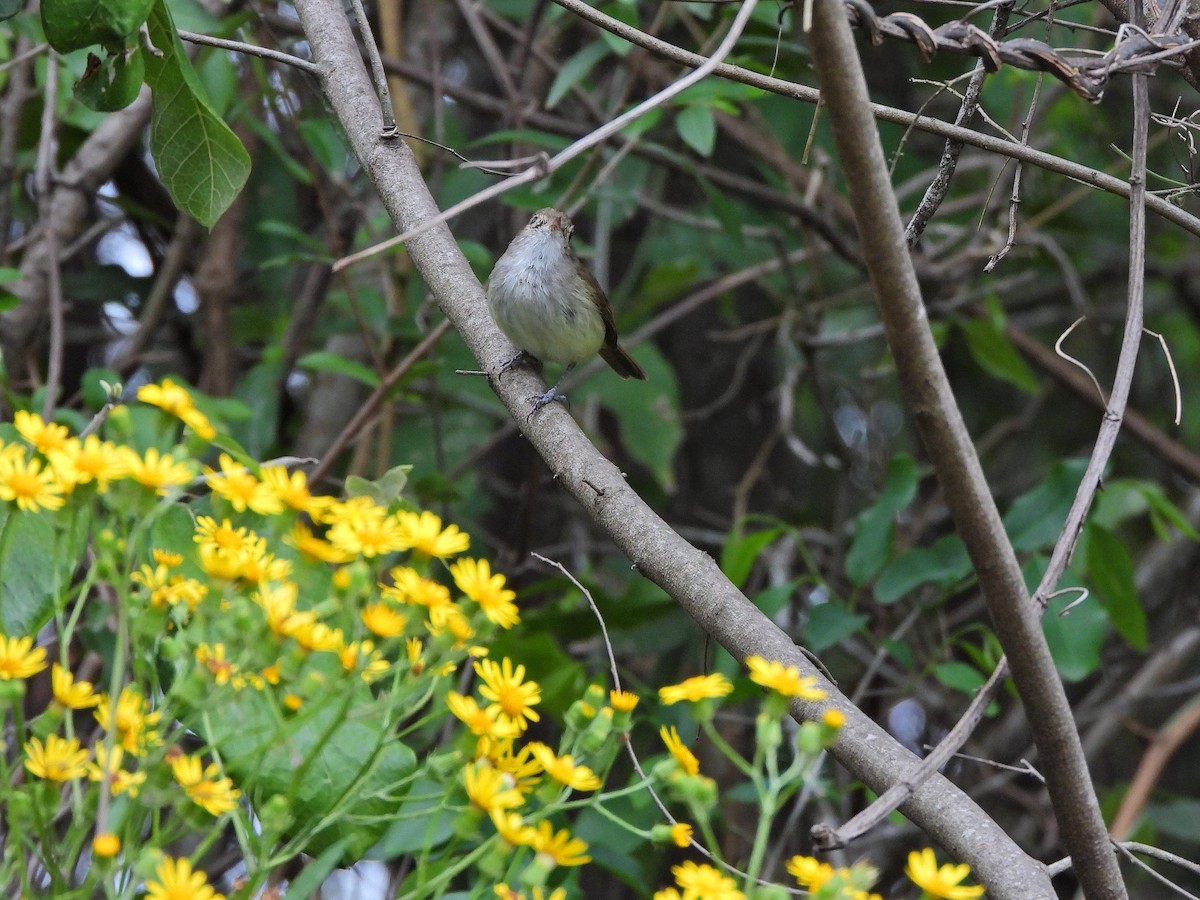 Fulvous-crowned Scrub-Tyrant - ML640762794