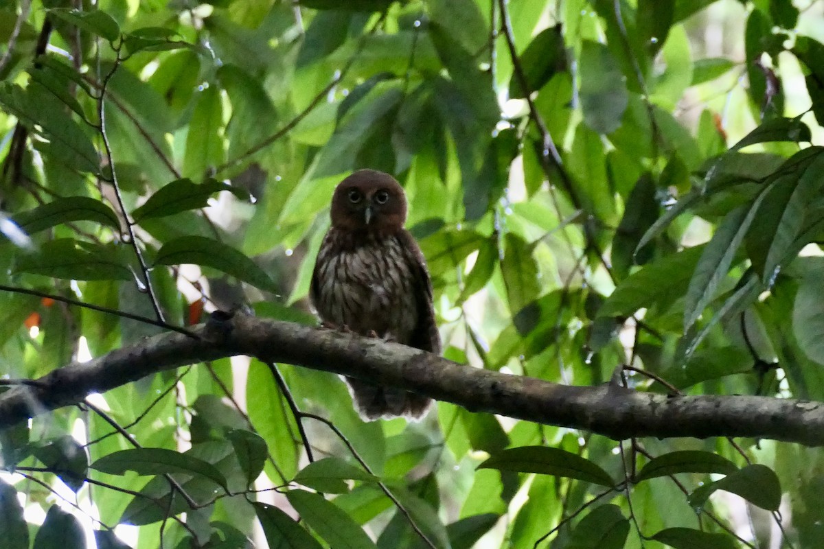 Manus Boobook - ML640762840