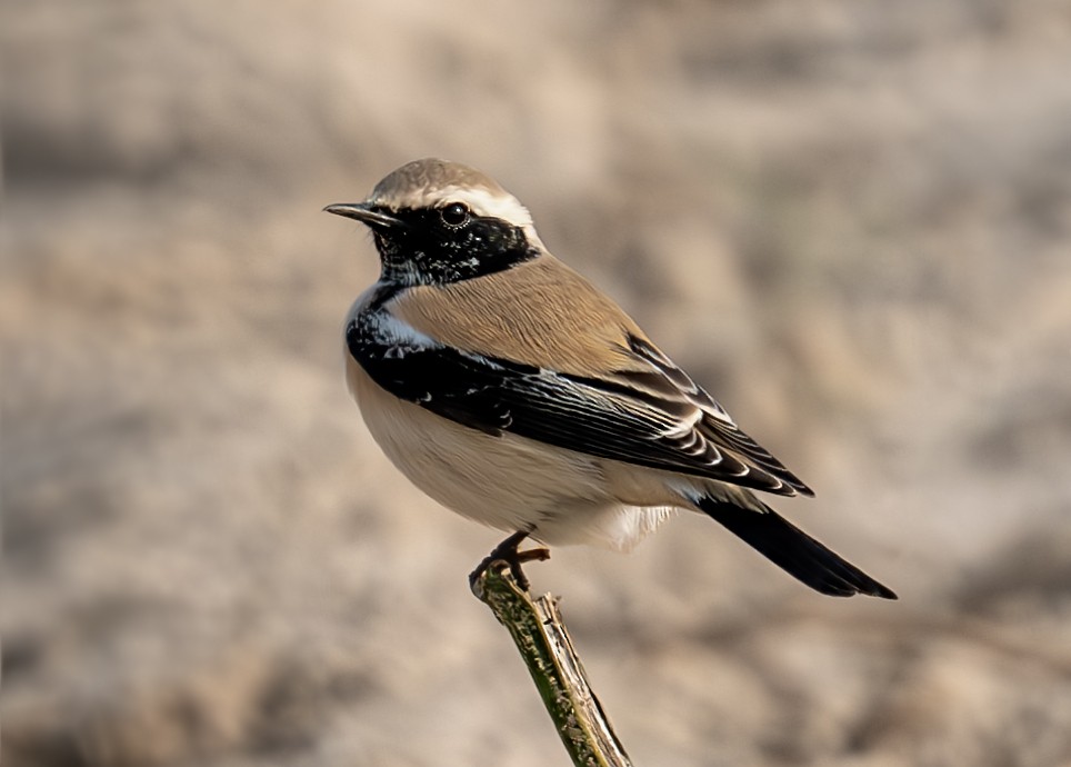 Desert Wheatear - ML640762861