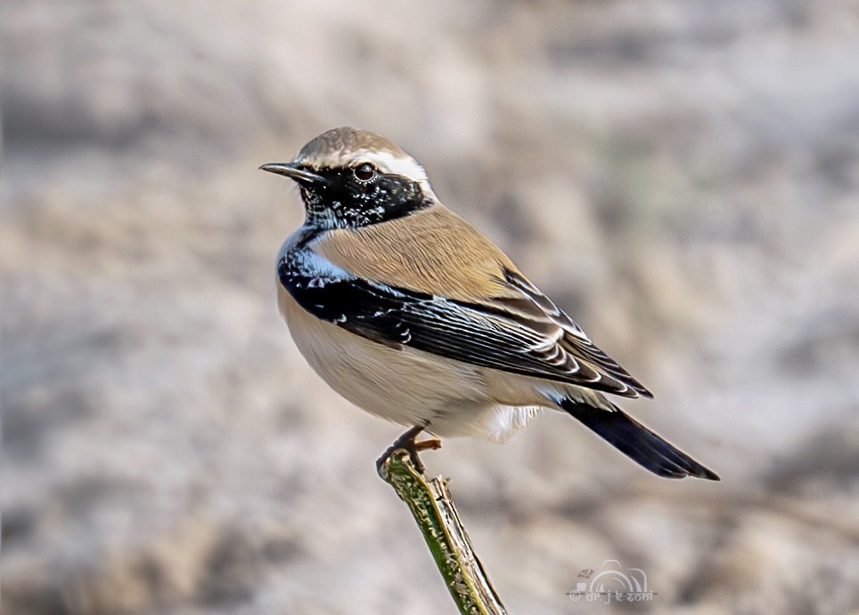 Desert Wheatear - ML640762862