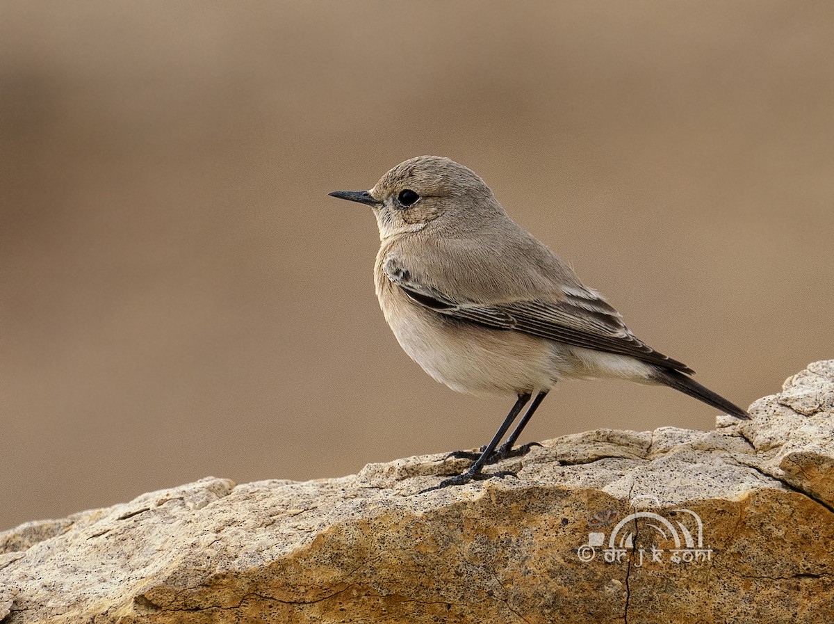 Desert Wheatear - ML640762863