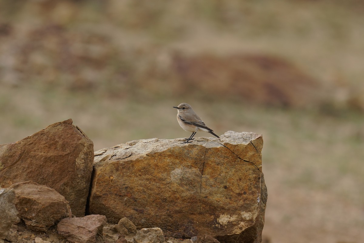 Desert Wheatear - ML640762864
