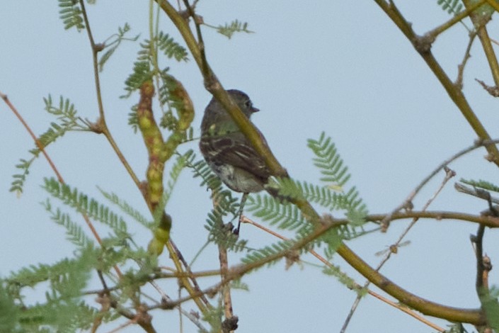 Hammond's/Dusky Flycatcher - ML640762870