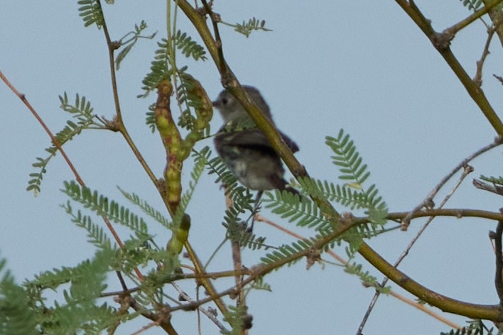 Hammond's/Dusky Flycatcher - ML640762871