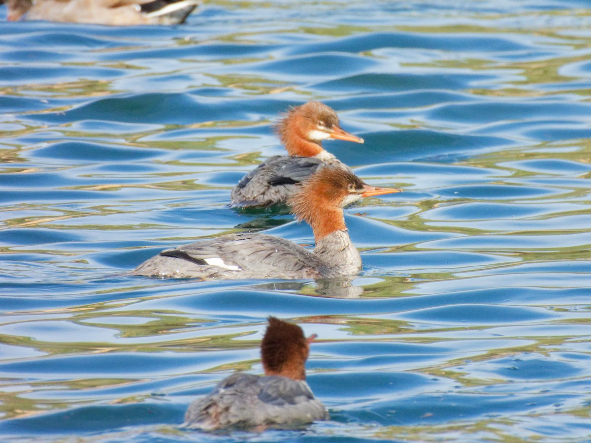 Common Merganser - ML640762903