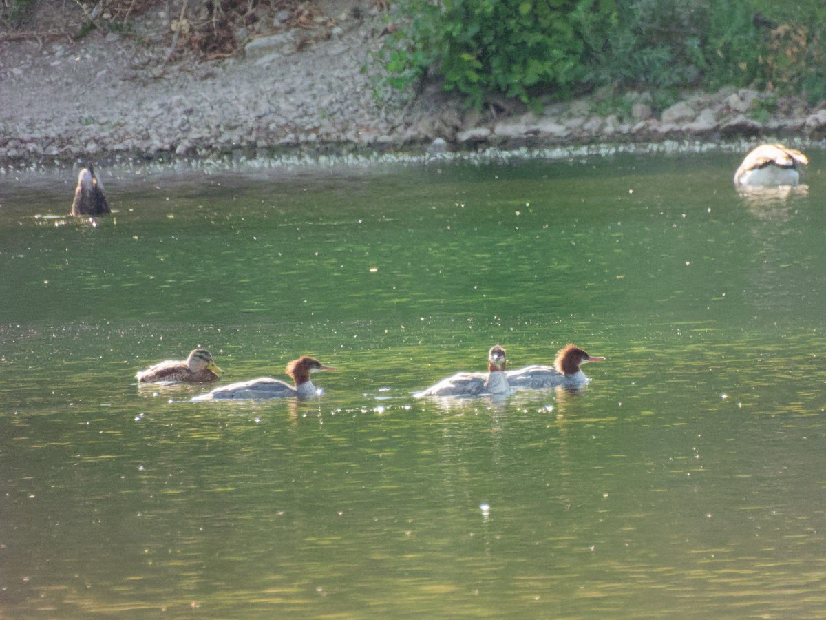 Common Merganser - ML640762904