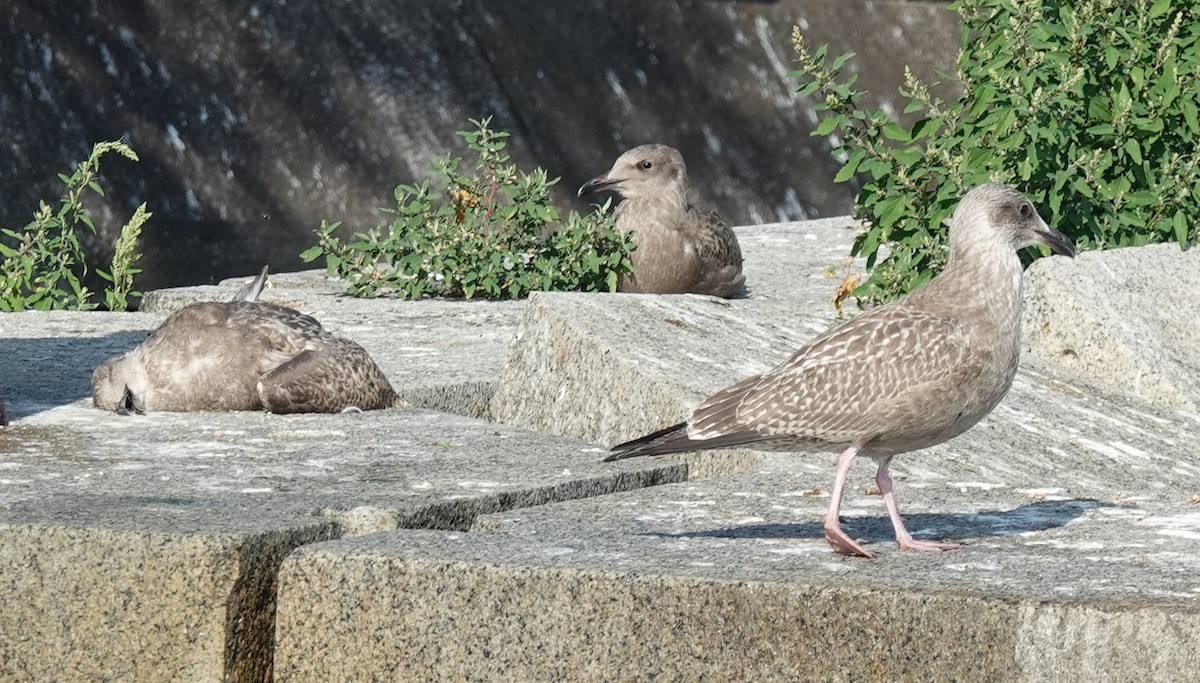 American Herring Gull - ML640762924