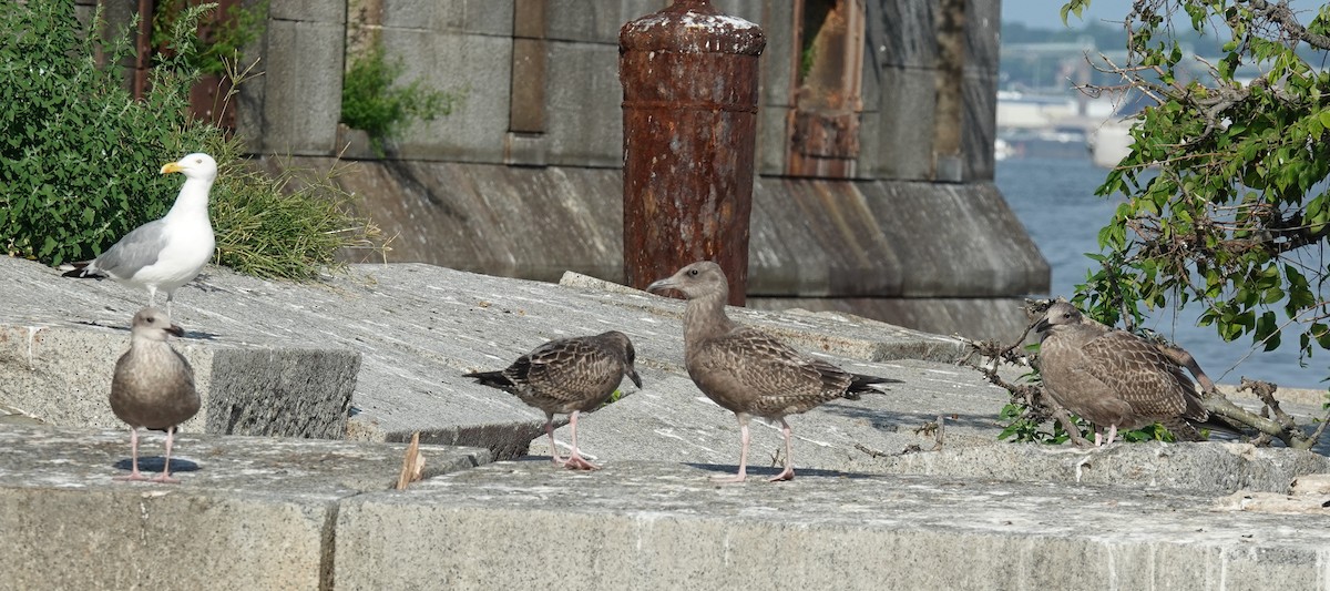 American Herring Gull - ML640762925