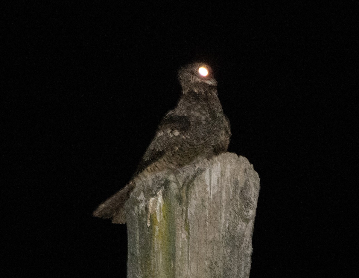Eurasian Nightjar - ML640763038