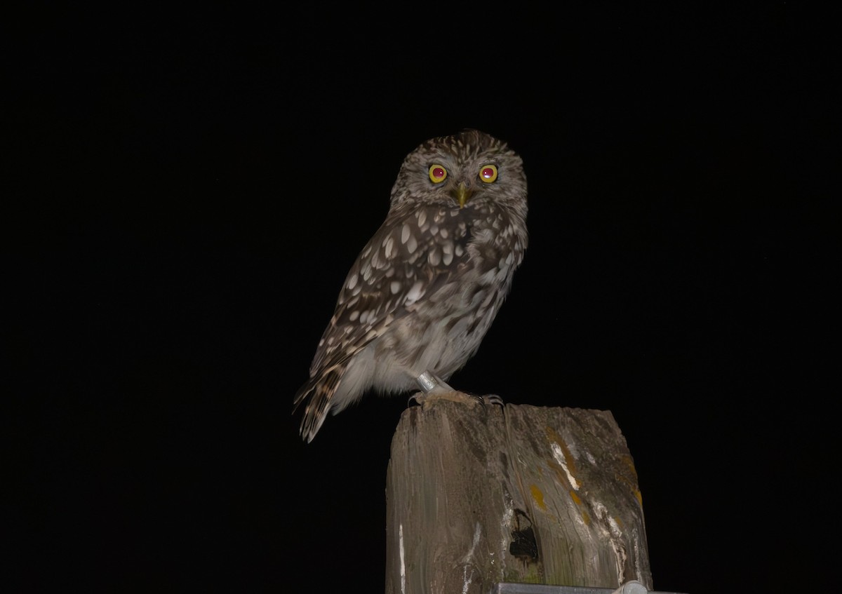 Little Owl - ML640763047