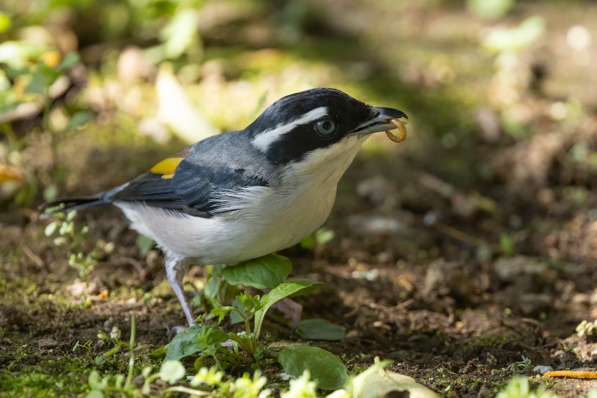 jungelprakttimal (aeralatus gr.) - ML640763073