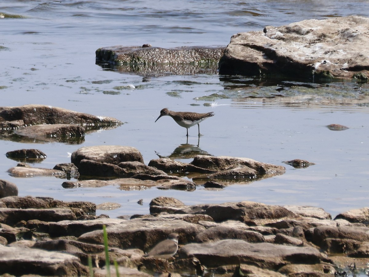 vodouš samotářský - ML640763096