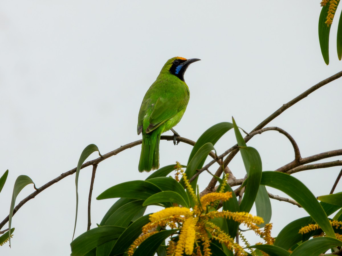 Golden-fronted Leafbird - ML640763152