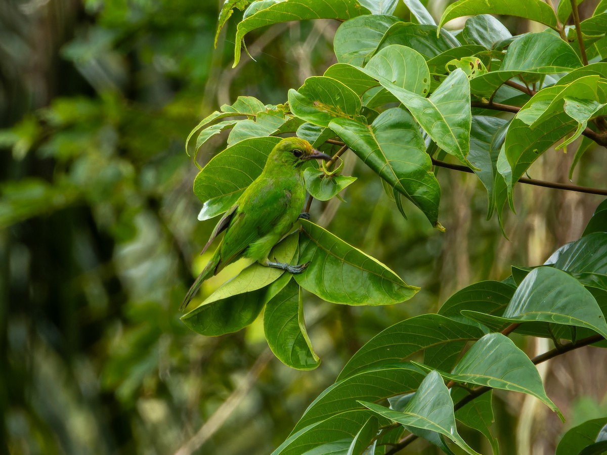 Golden-fronted Leafbird - ML640763153